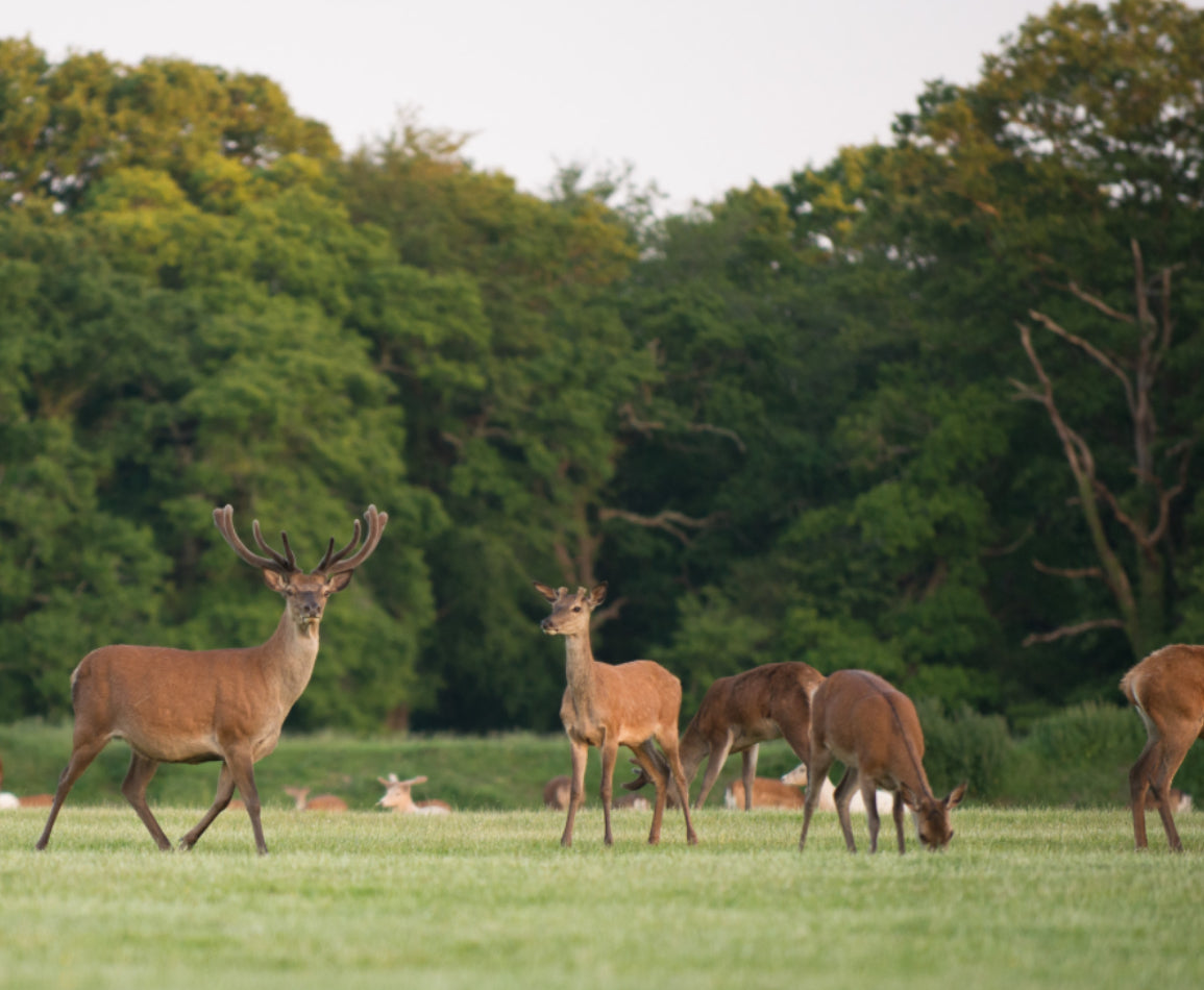Motorhome vs VW Campervan Experience Day